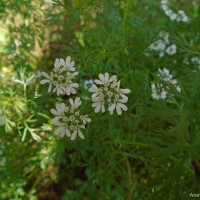 Coriandrum sativum L.